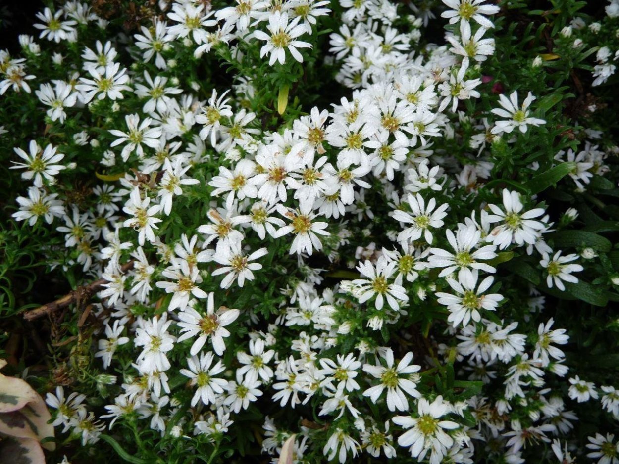 Астра Вересковая Aster ericoides