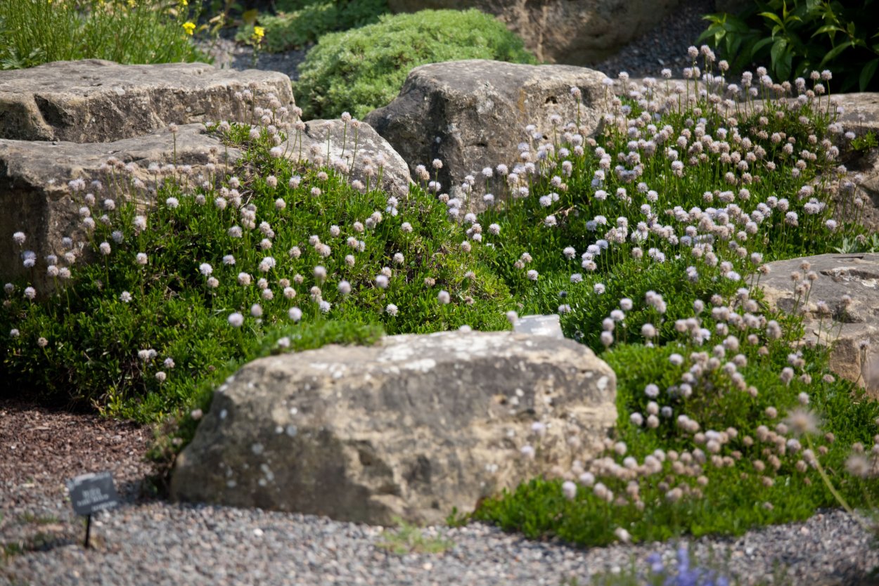 Астра шиловидная почвопокровная