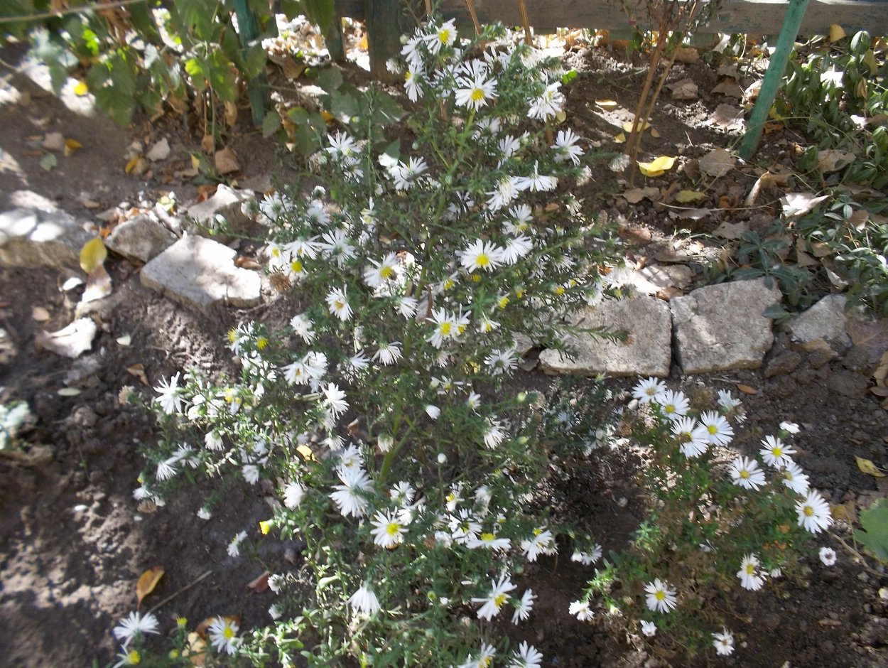 Альпийская Астра многолетняя почвопокровная