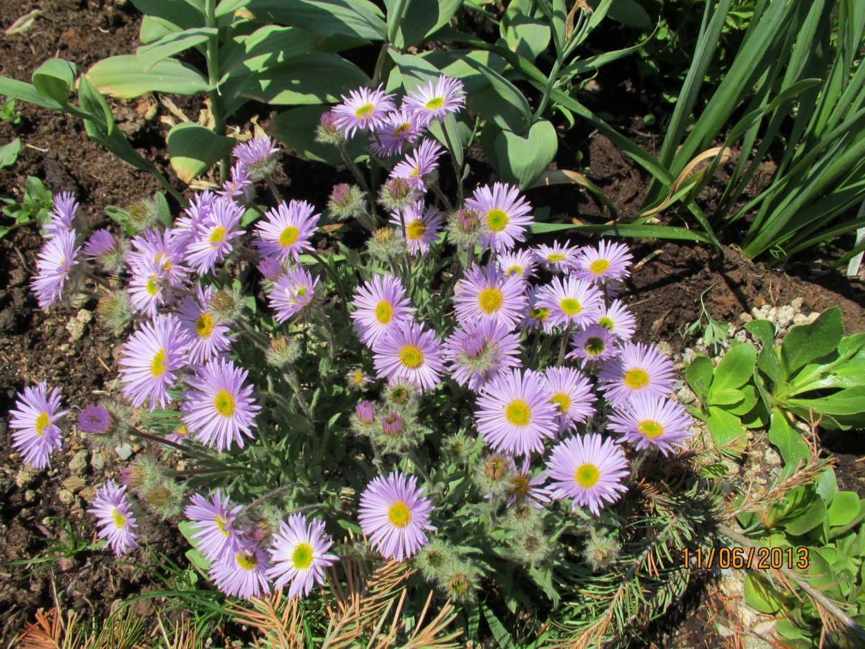 Астра Альпийская Альбус