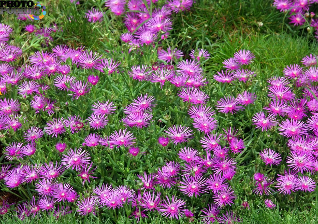 Астра кустарниковая Аполло