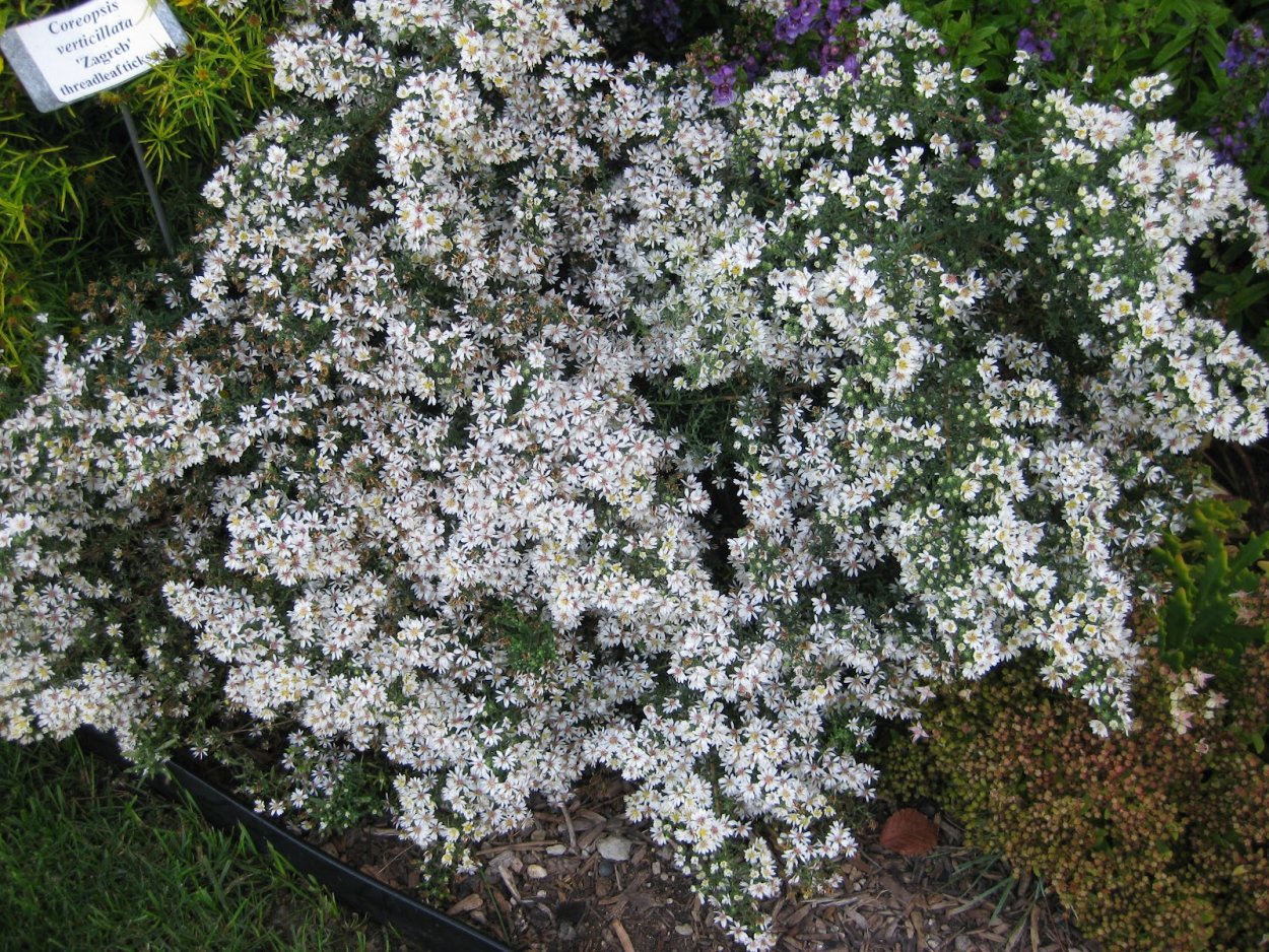 Астра Вересковая почвопокровная