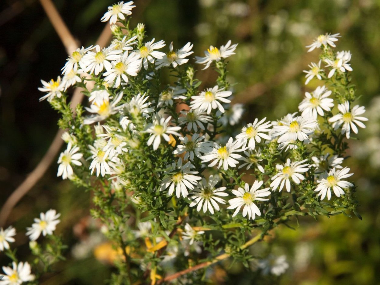 Астра вересковидная
