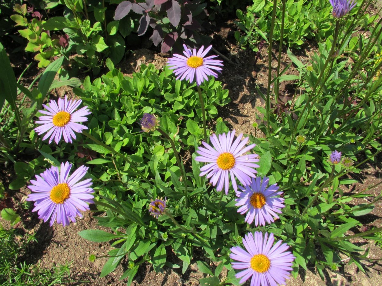 Астра Альпийская Вариегата