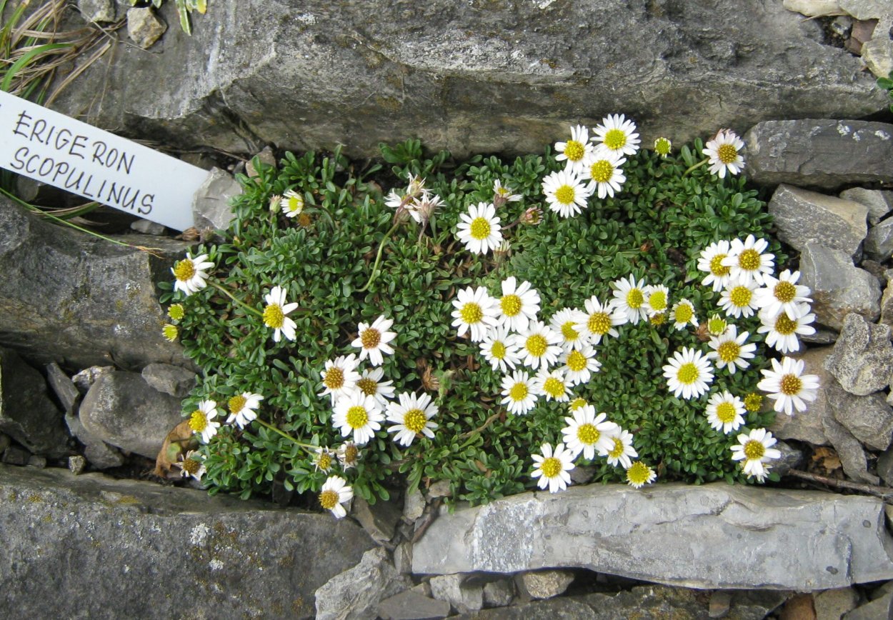 Вересковая Хризантема почвопокровная