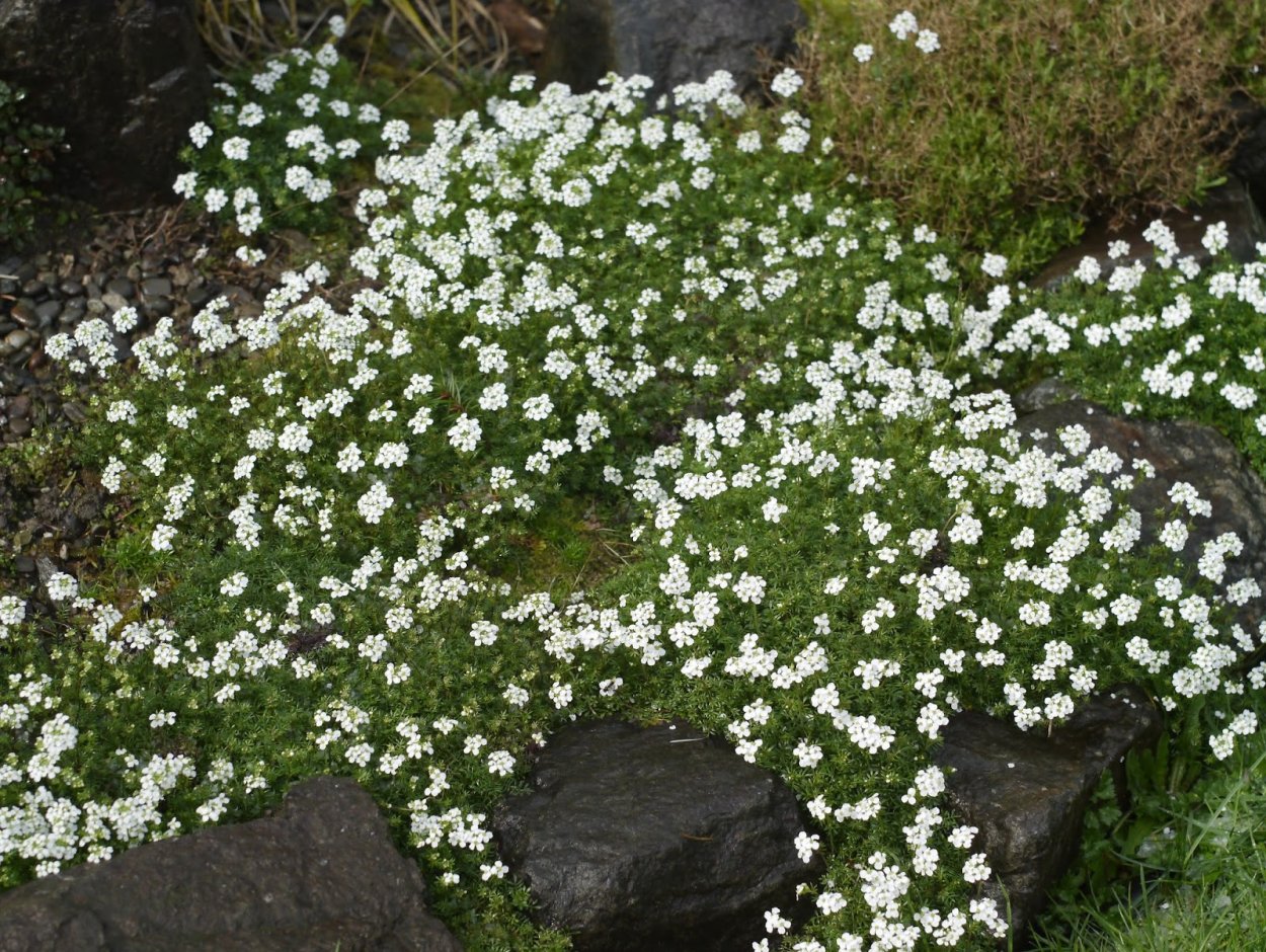 Гутчинзия Альпийская