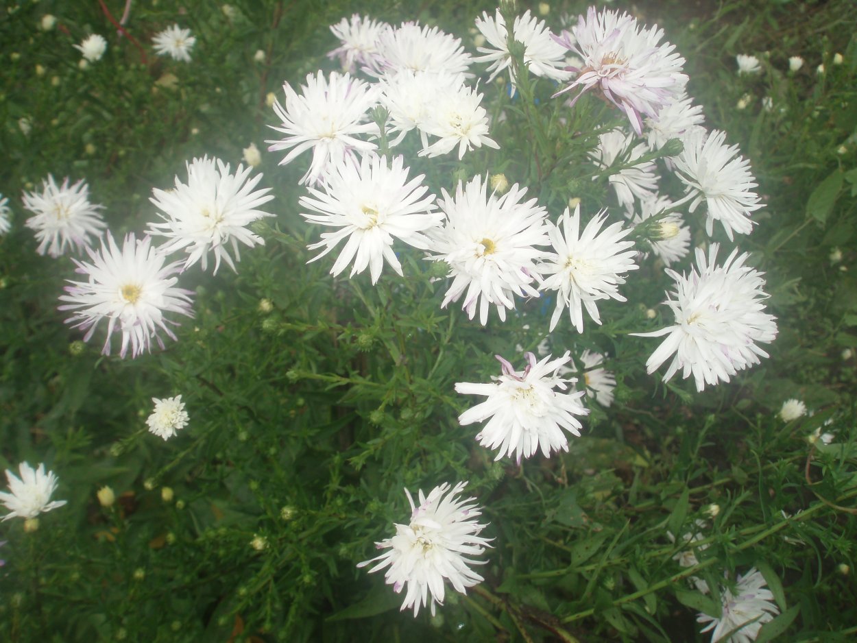 Астра Вересковая белая