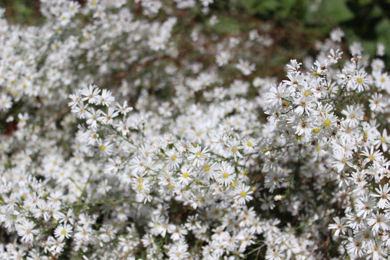 Астра Вересковая Monte Cassino