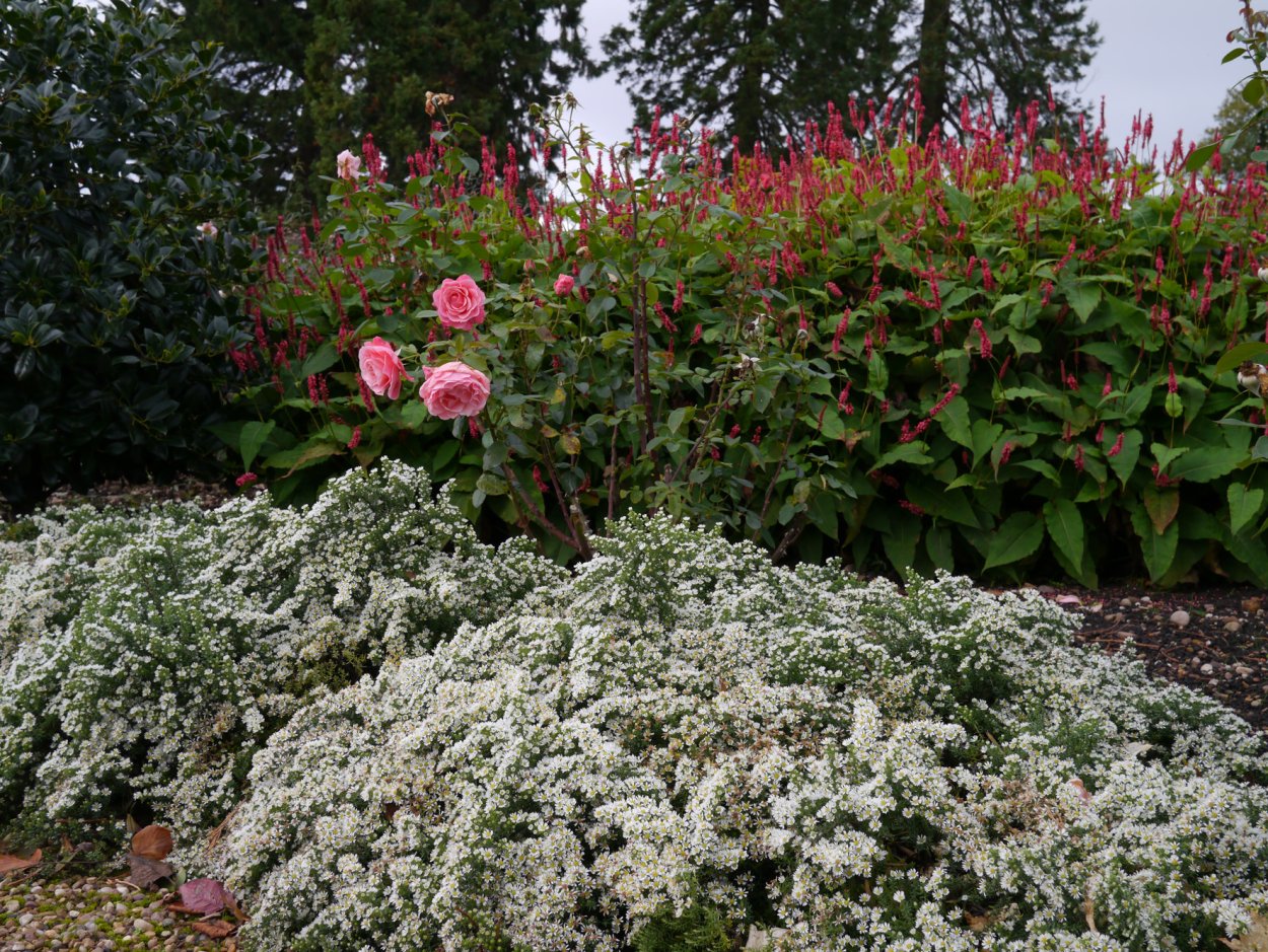 Астра вересковидная почвопокровная