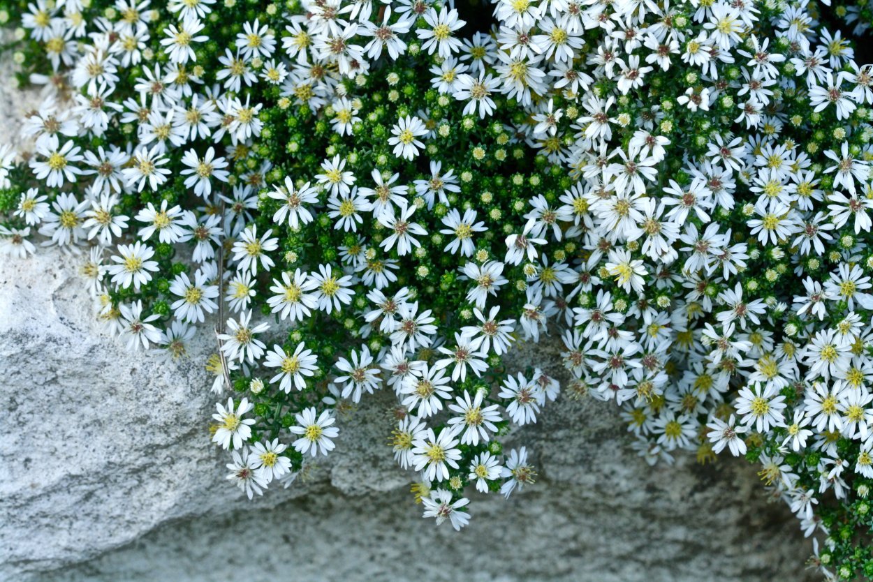 Астра Вересковая Aster ericoides