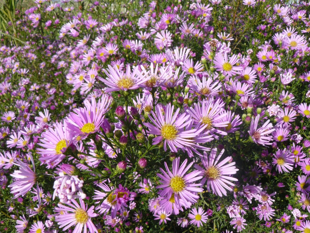 Вересковая Астра многолетняя почвопокровная