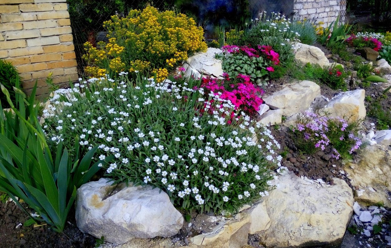 Альпийская горка Вереск Астра