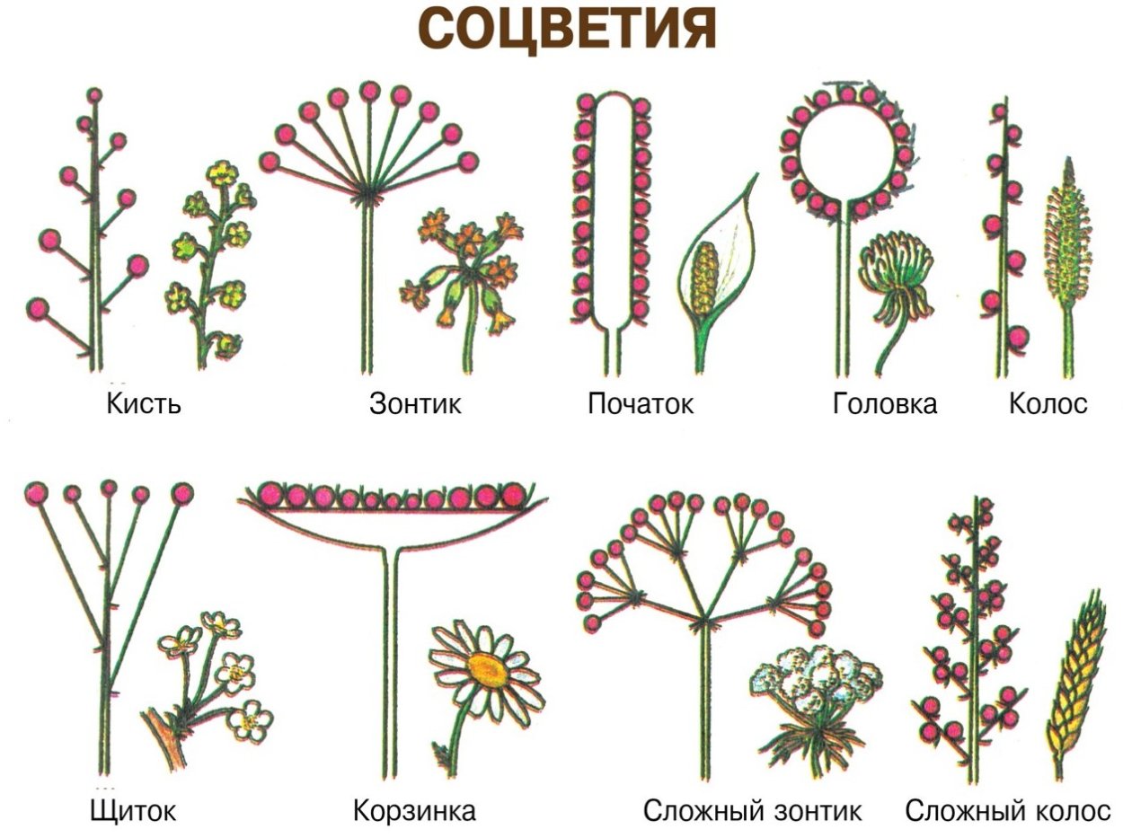 Соцветия Пасечник
