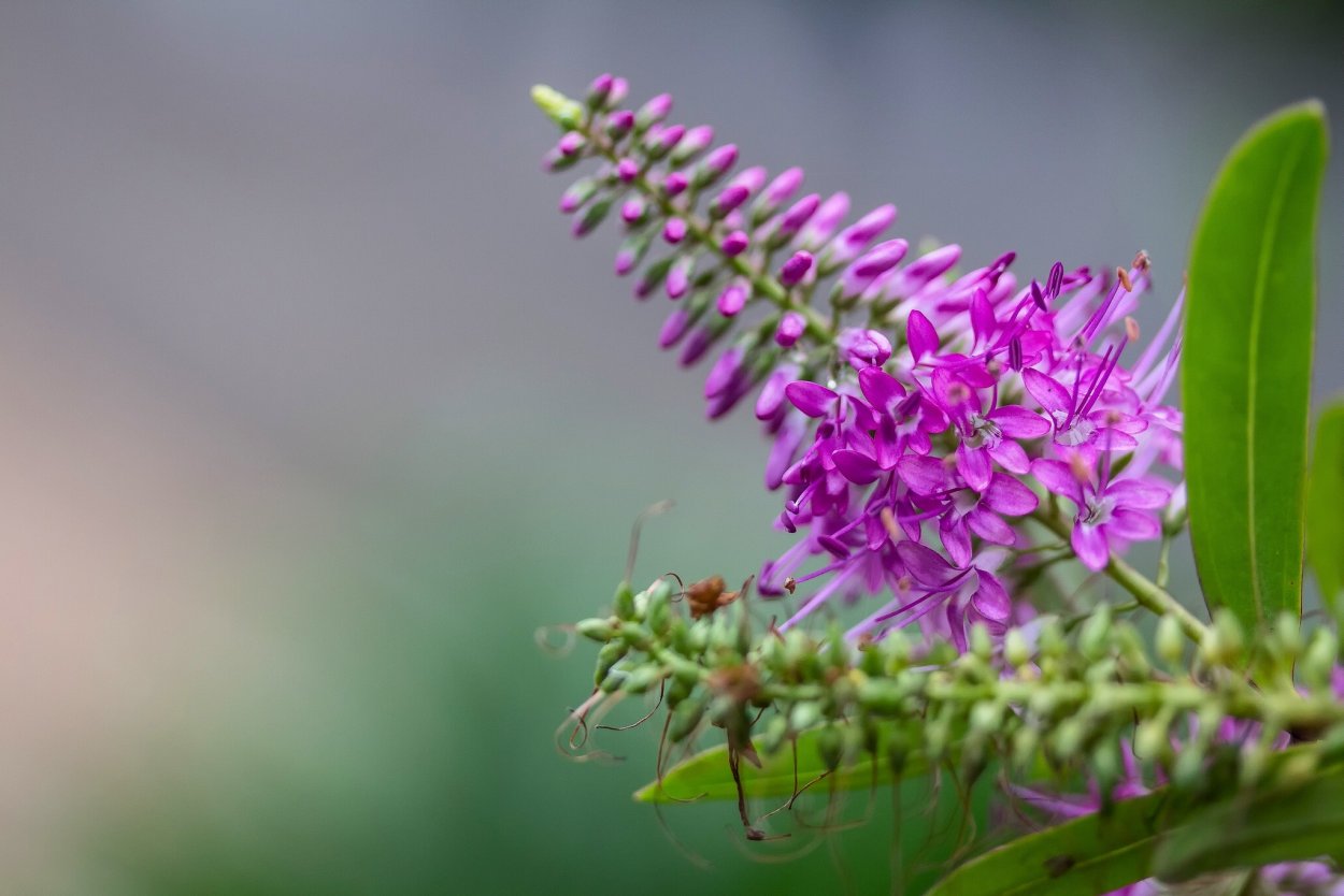 Тип соцветия сложный щиток