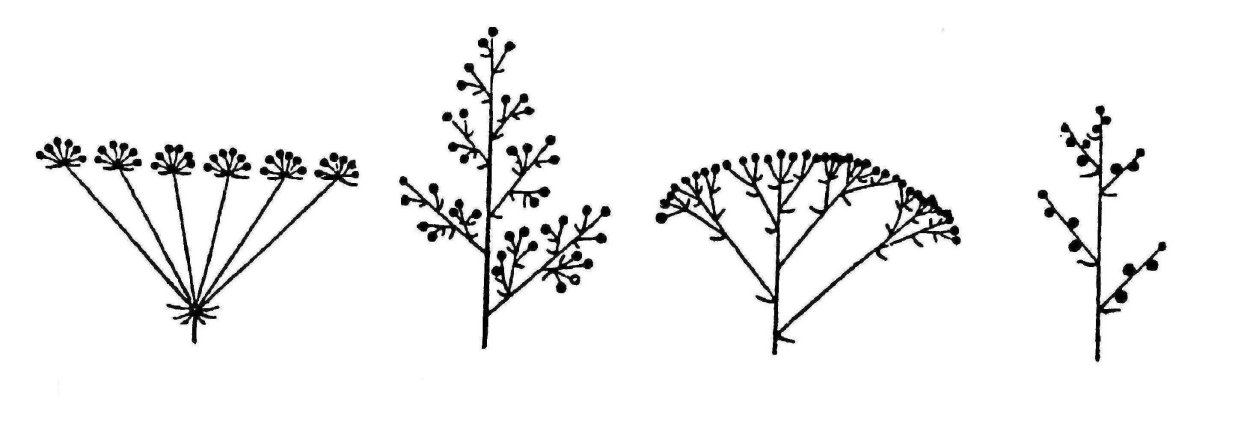 Соцветие лука