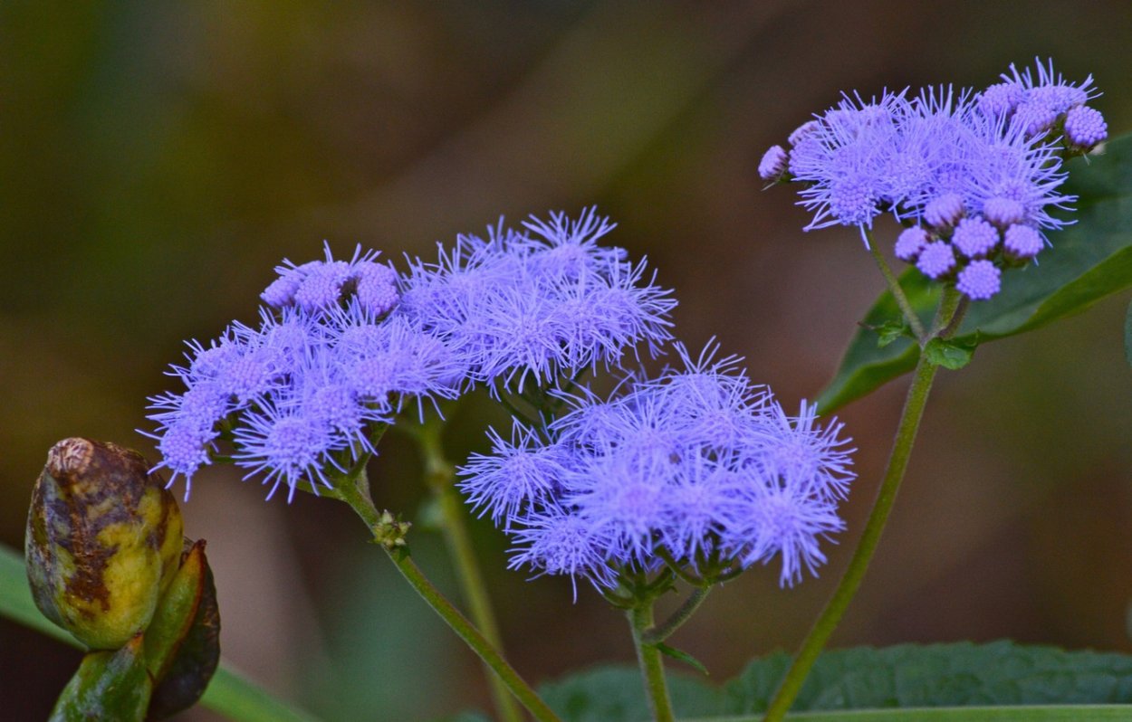 Схема сложного соцветия метёлка