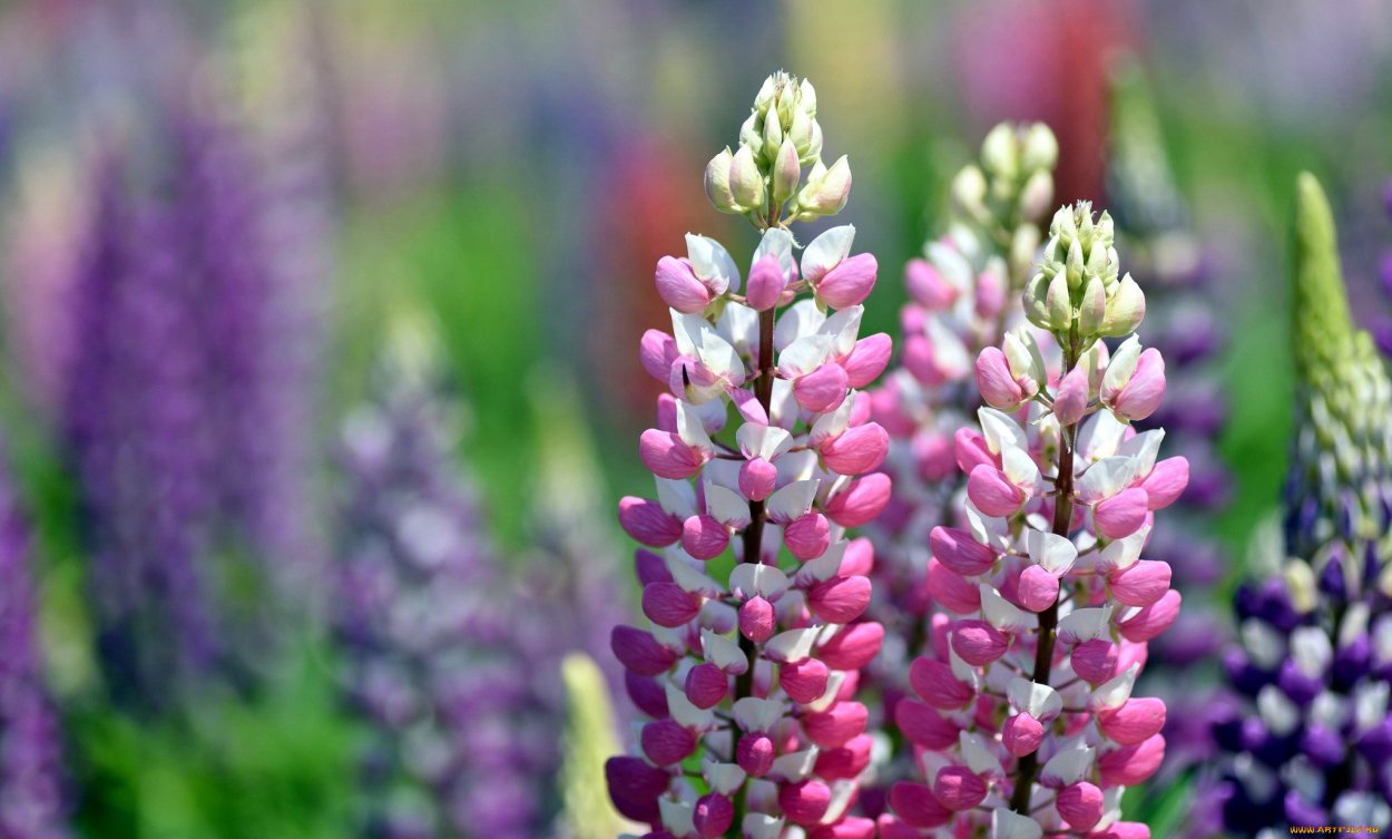 Мордовник фиолетовый обыкновенный