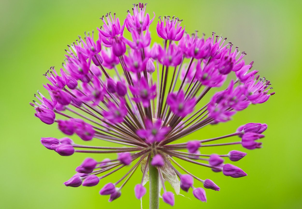 Метёлка сложный Колос сложный зонтик