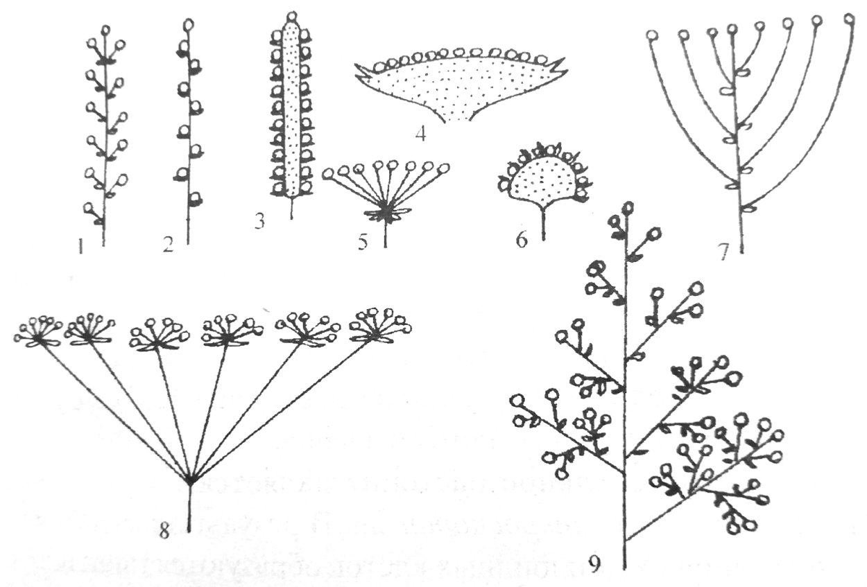 Схема соцветия тип соцветия примеры растений кисть. Соцветие колосовидная метелка. Соцветия покрытосеменных растений. Соцветие кистевидная корзинка. Щитковидная метелка соцветие.
