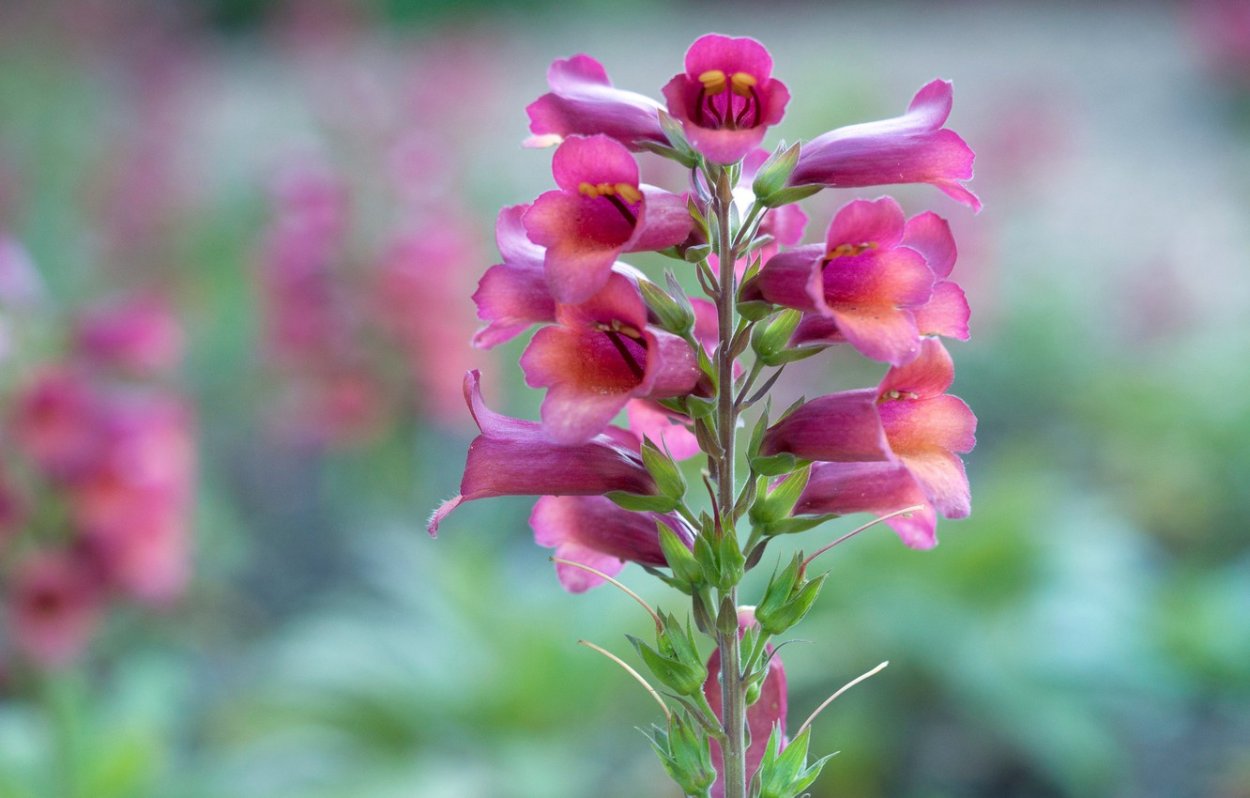 Растения с соцветием полузонтик