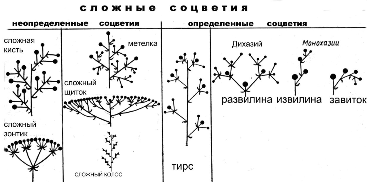 Гортензия Аннабель