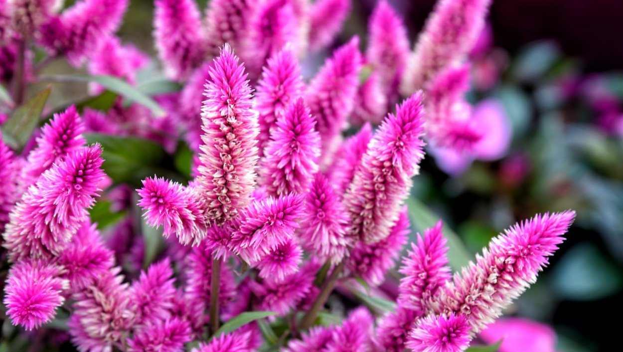 Тычинка фиалки