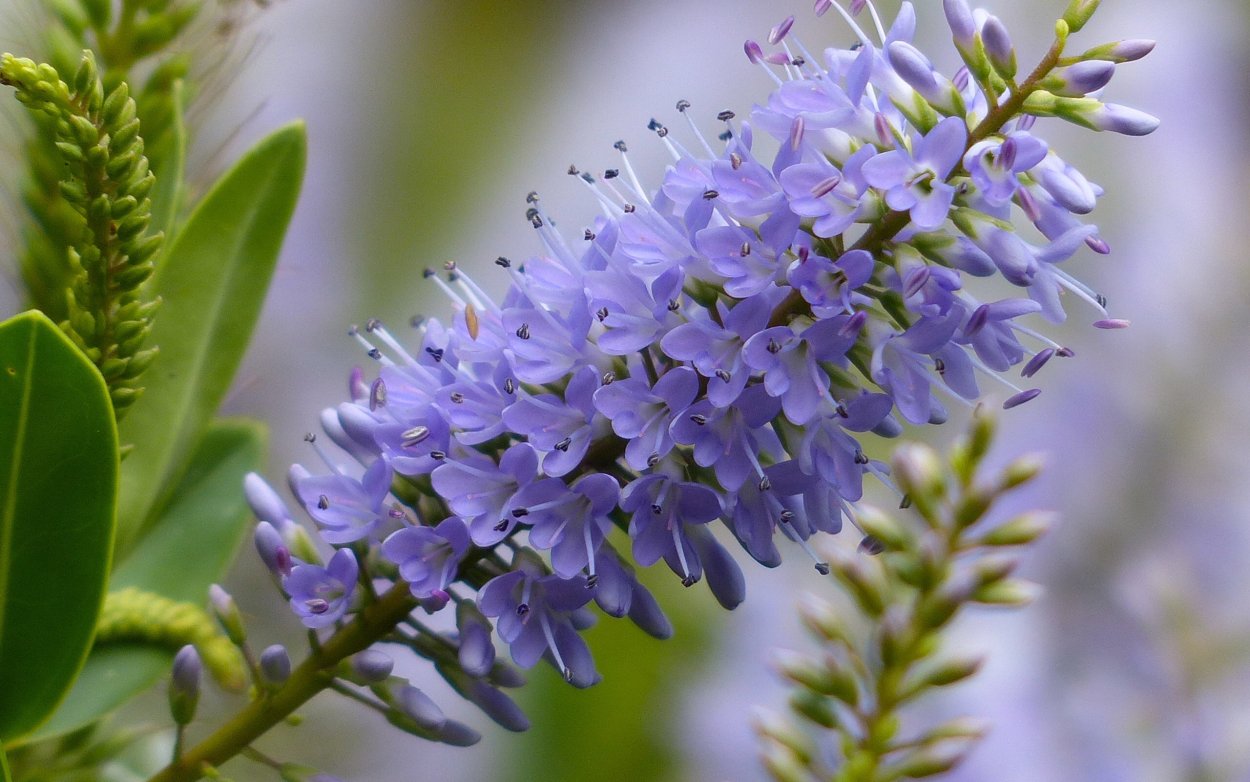 Шаровидные соцветия