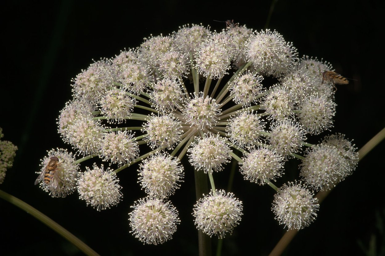 Султанка соцветие