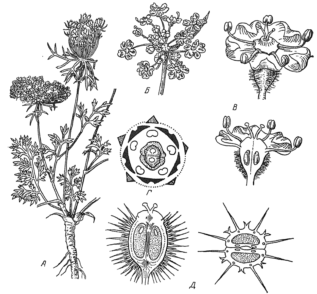 Вербейник Ландышевый