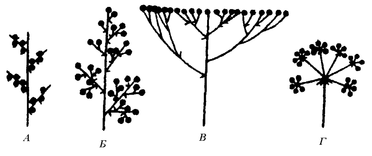 Соцветия покрытосеменных растений