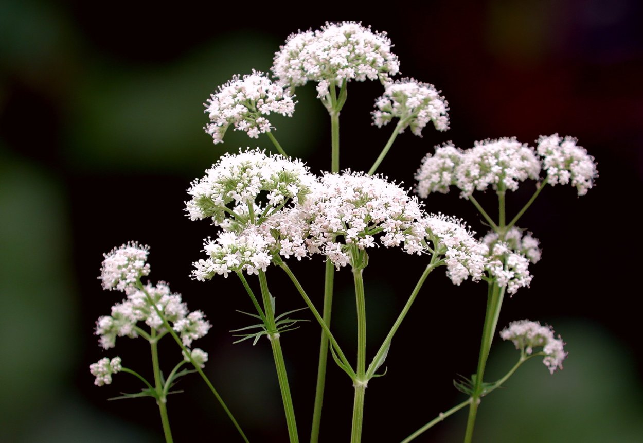 Жасмин лекарственный соцветия