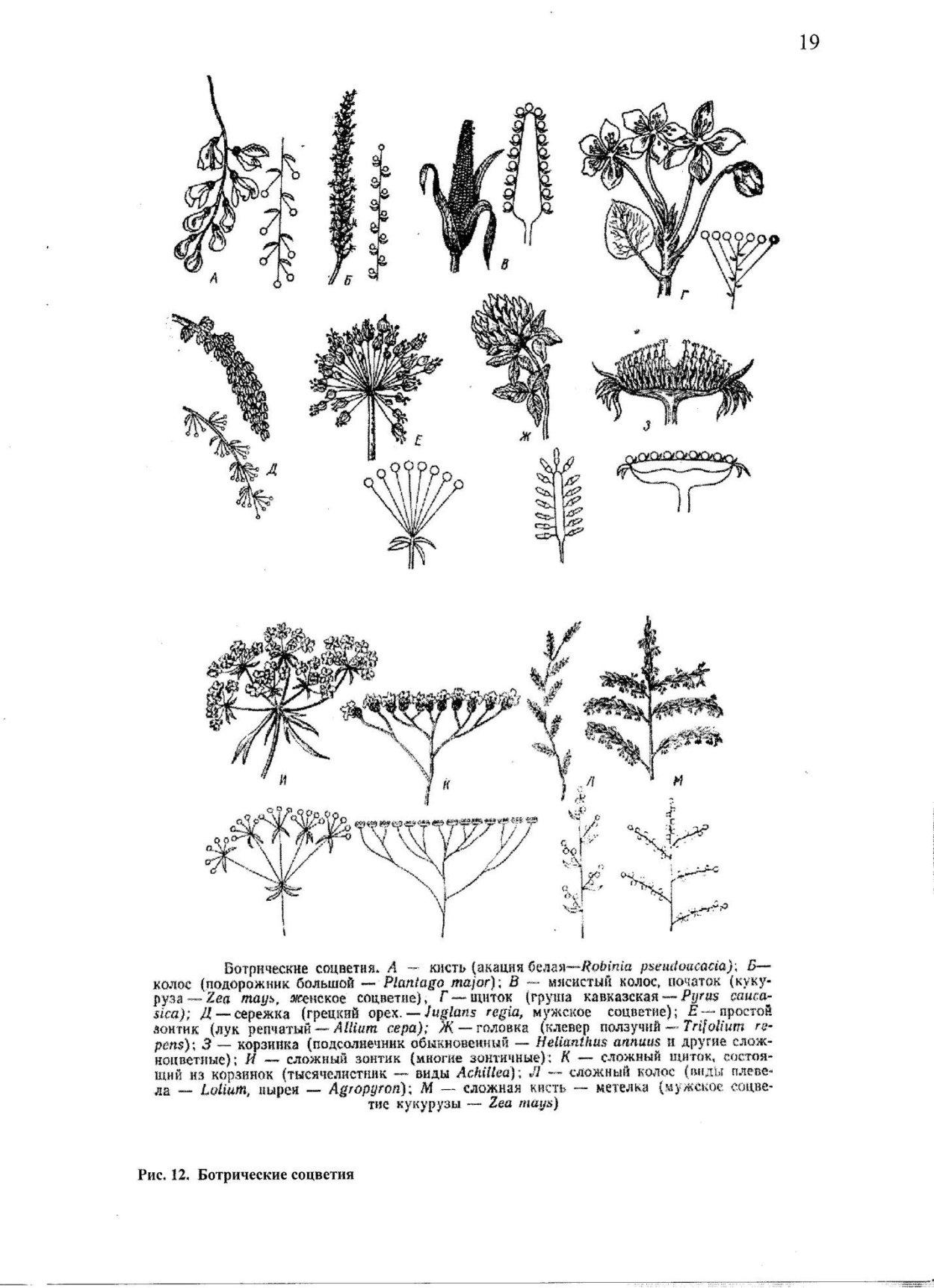 Одуванчик Куваева