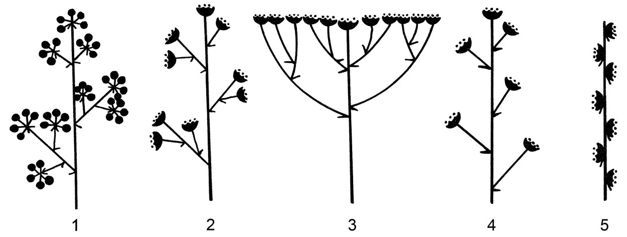 Соцветия 6 класс биология рисунок