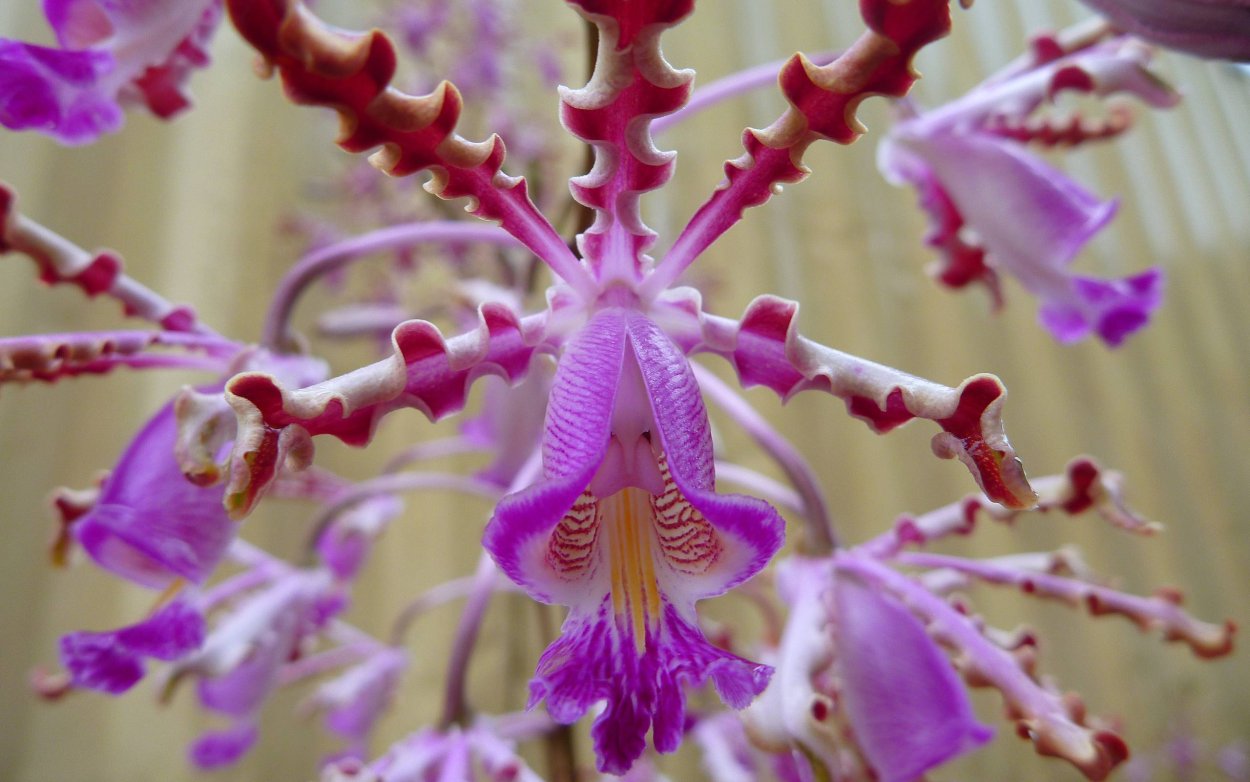 Зонтичные соцветие сложный зонтик