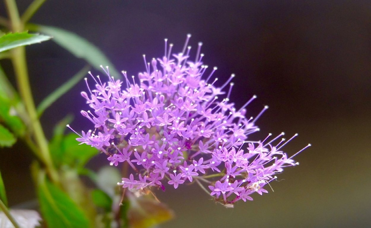 Achillea clypeolata