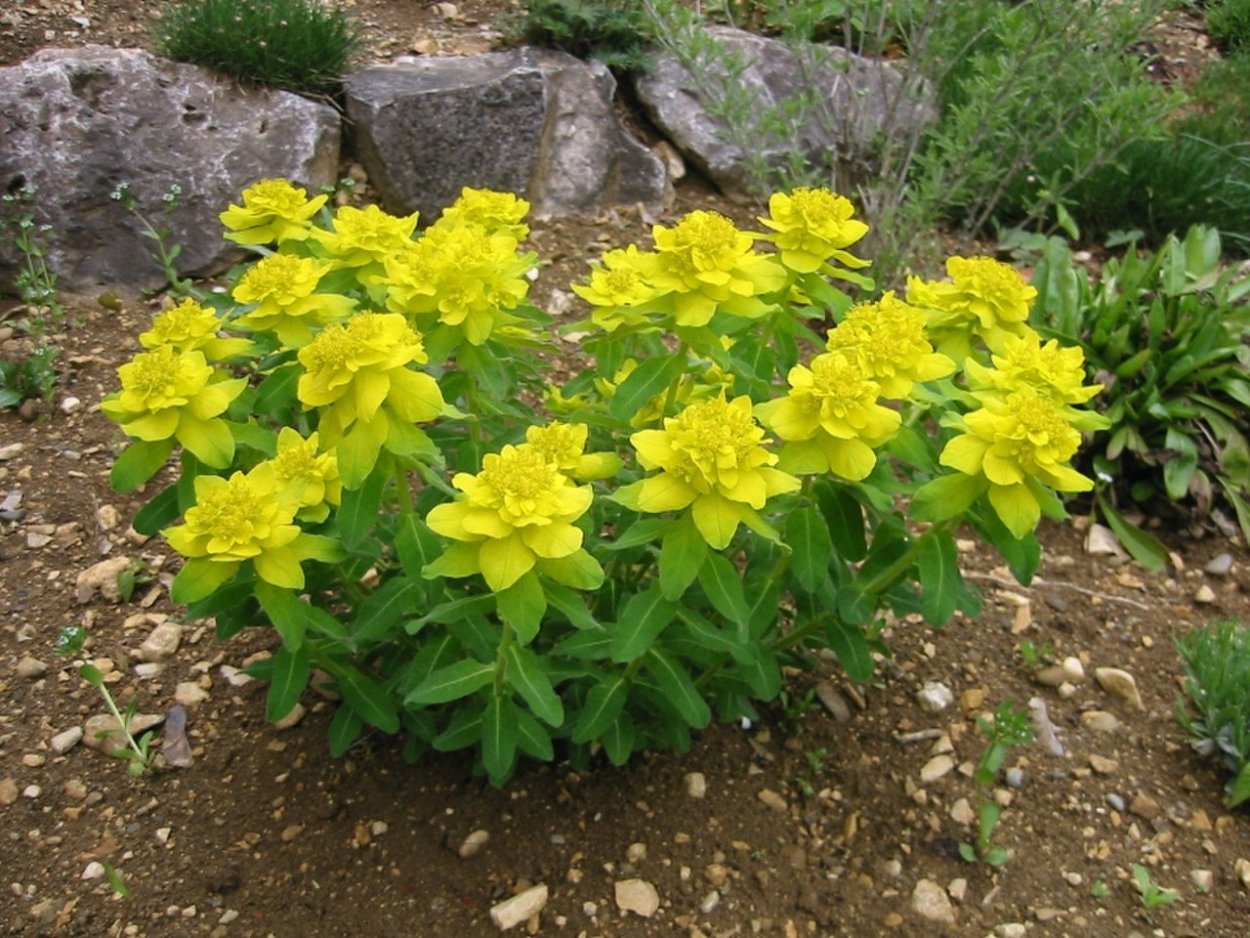 Молочаем многоцветным (Euphorbia polychroma)