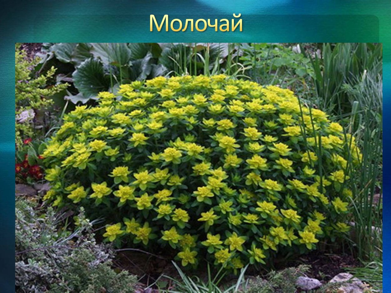 Молочай полихрома