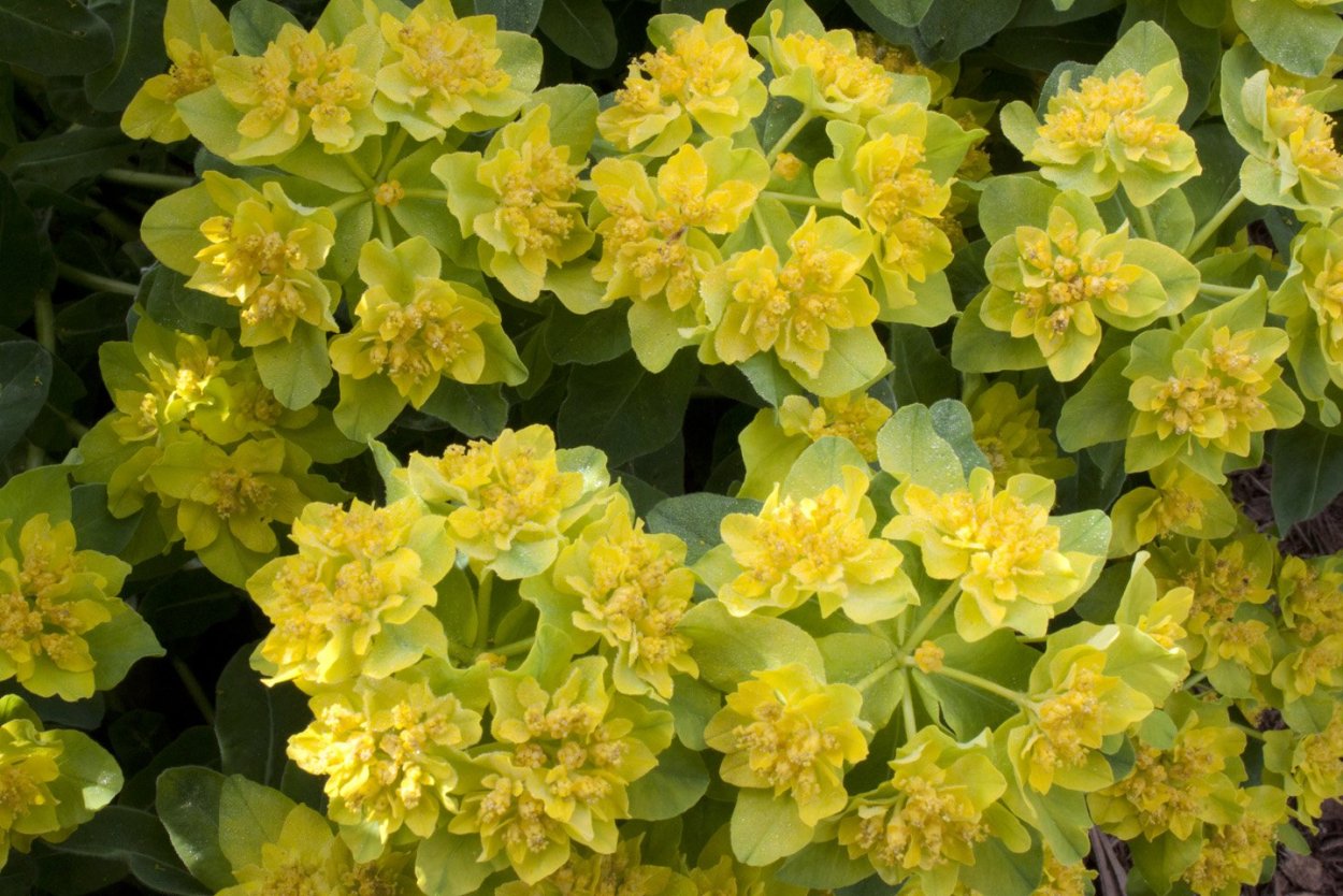 Молочай "Bonfire" (Euphorbia polychroma)
