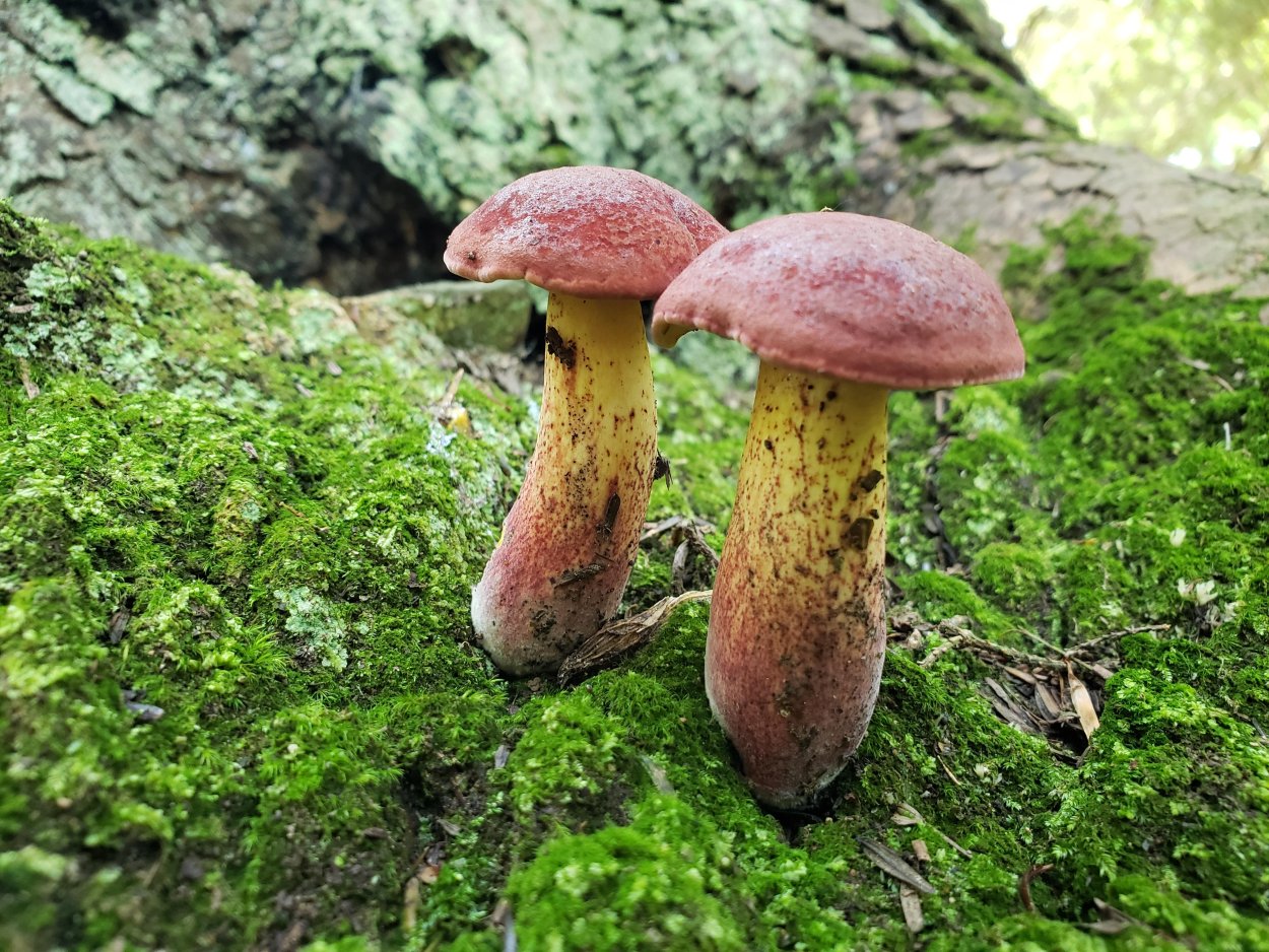 Белый гриб еловый (Boletus еdulis)
