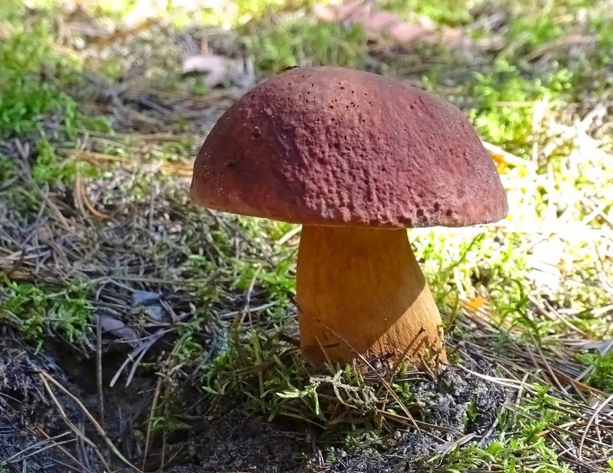 Боровик красно-желтый (Boletus rhodoxanthus)