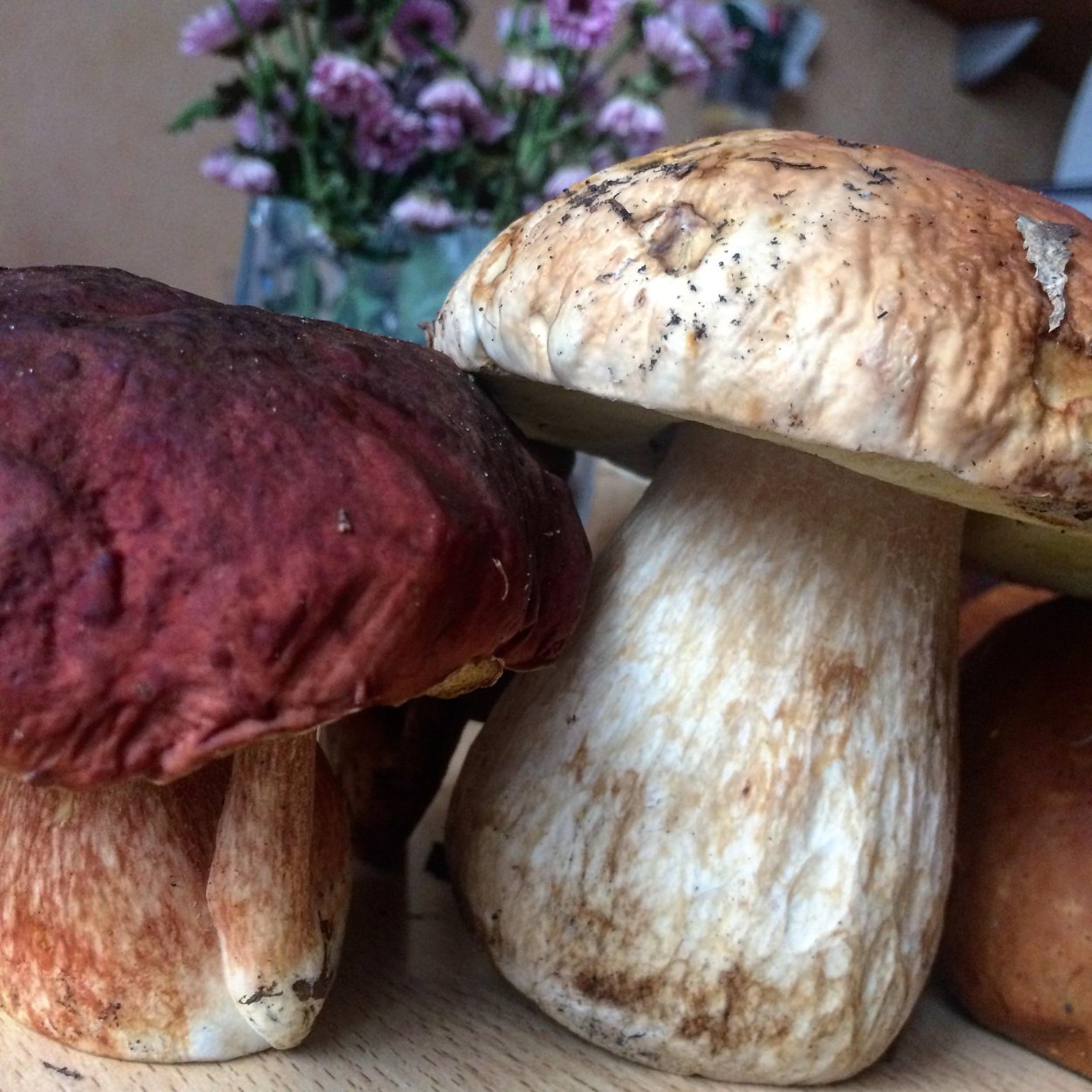 Боровик девичий (Boletus appendiculatus)