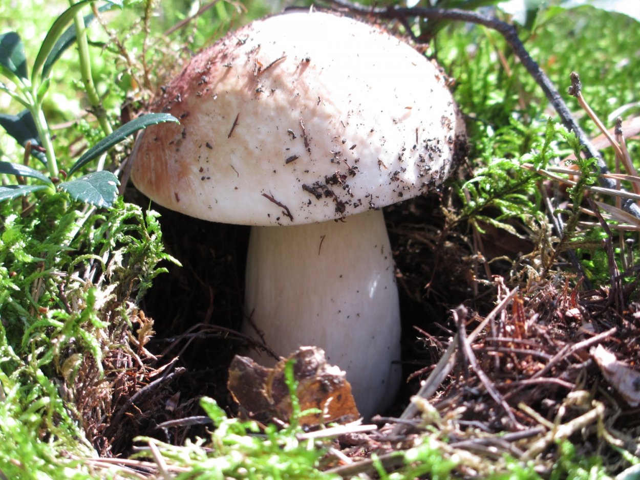 Боровик золотистый Aureoboletus projectellus