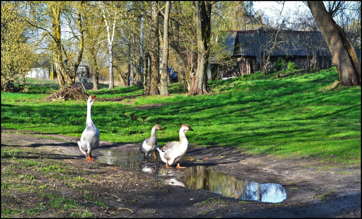 Деревня Весна гуси