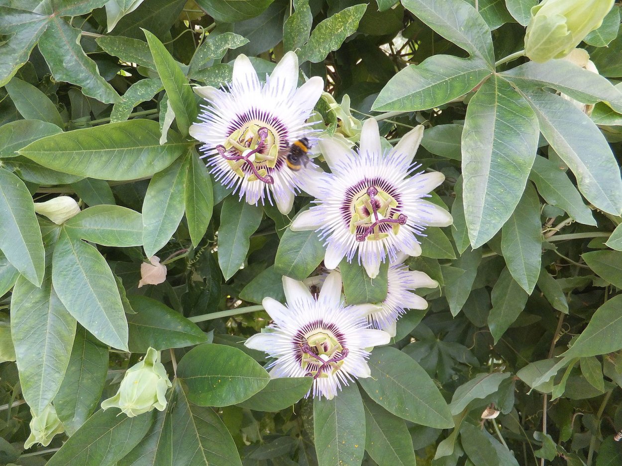 Пассифлора обои