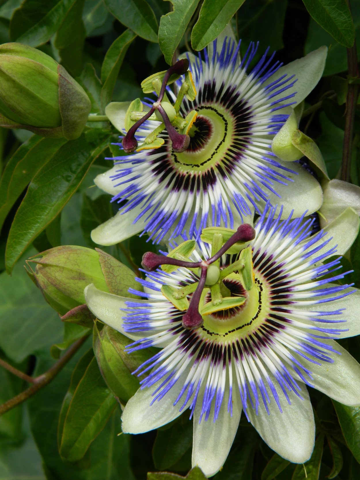 Пассифлора листья Росток