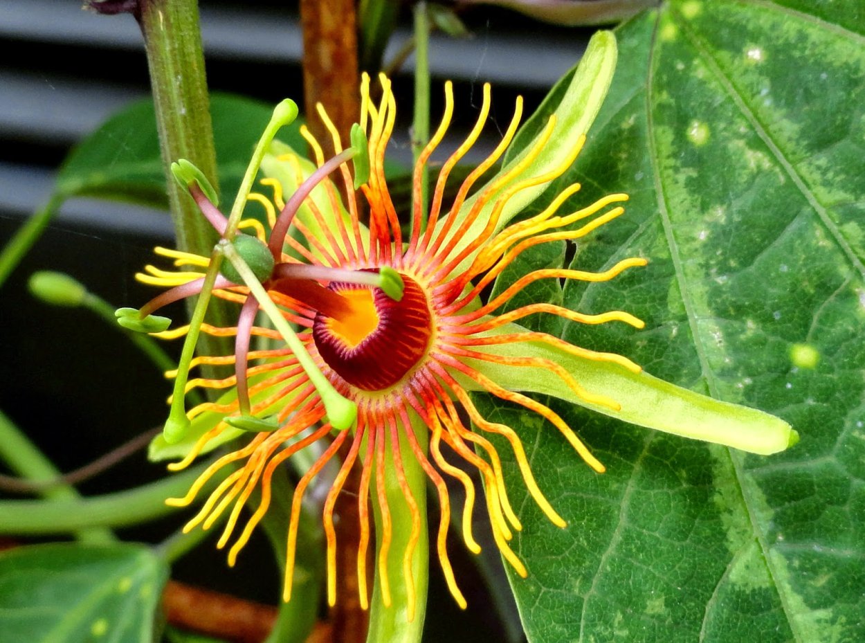 Пассифлора Avalanche