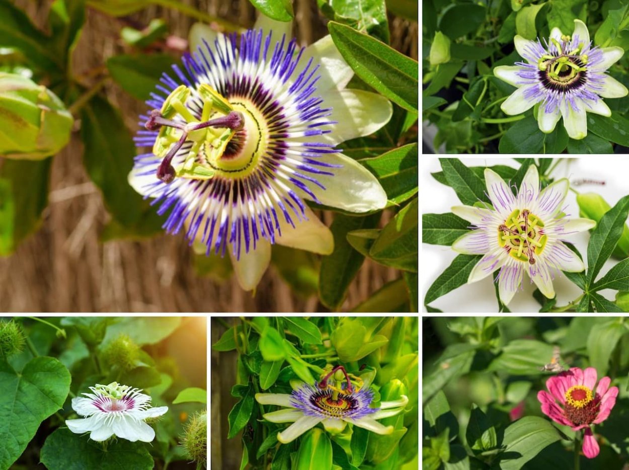 Пассифлора трехполосая Passiflora