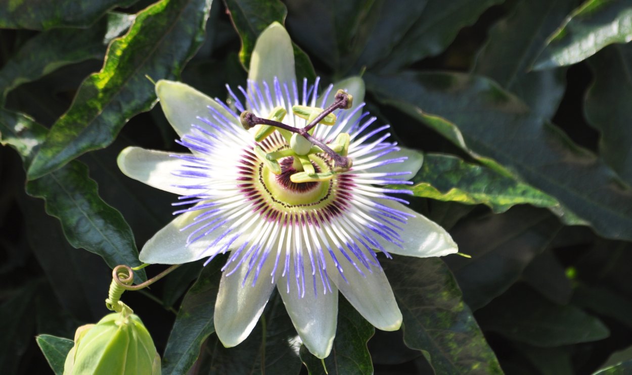 Пассифлора Marijke