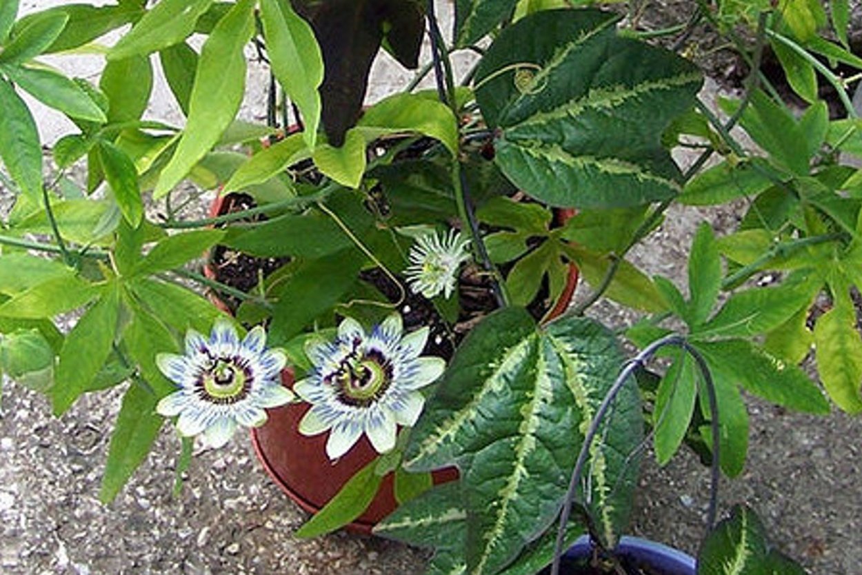 Пассифлора Allardice