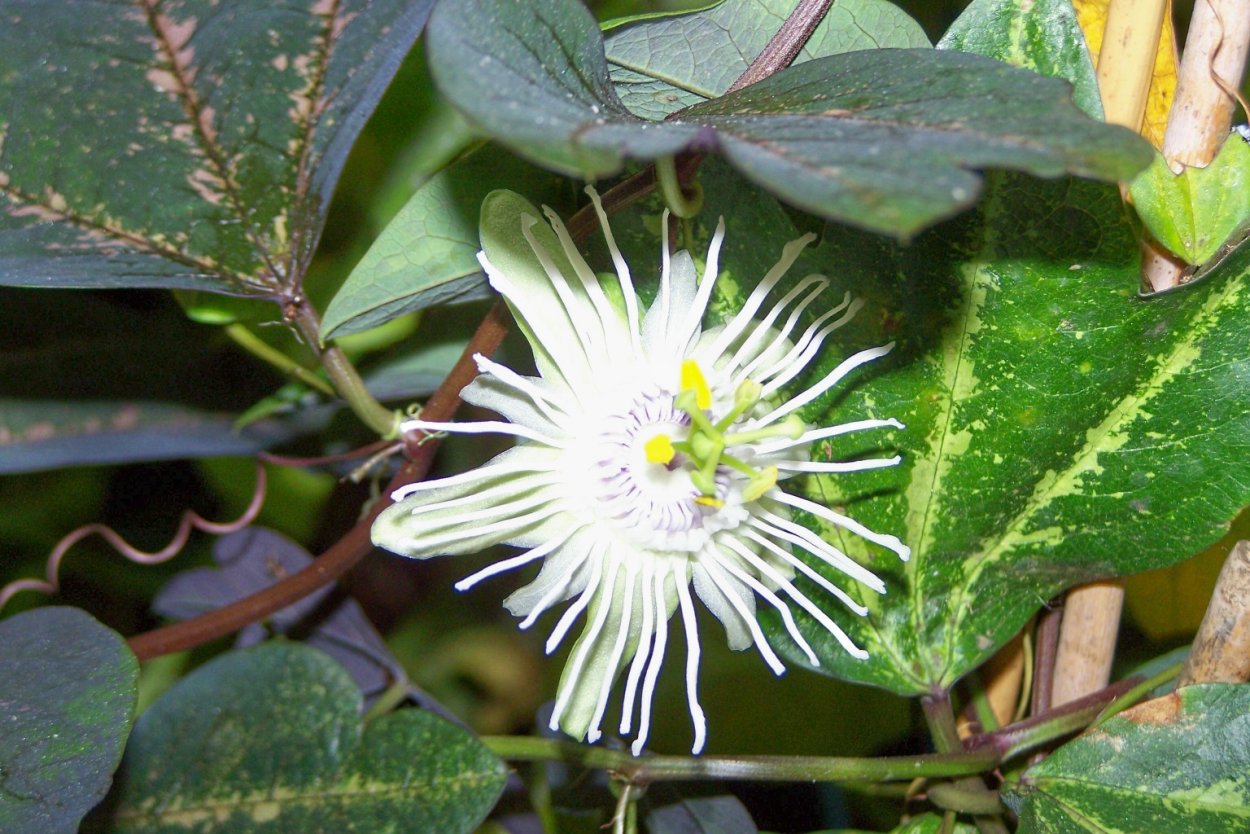 Пассифлора трехполосая Passiflora